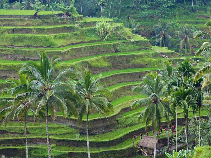 Tegalalang