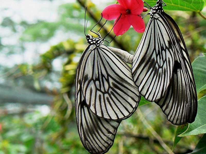 butterfly