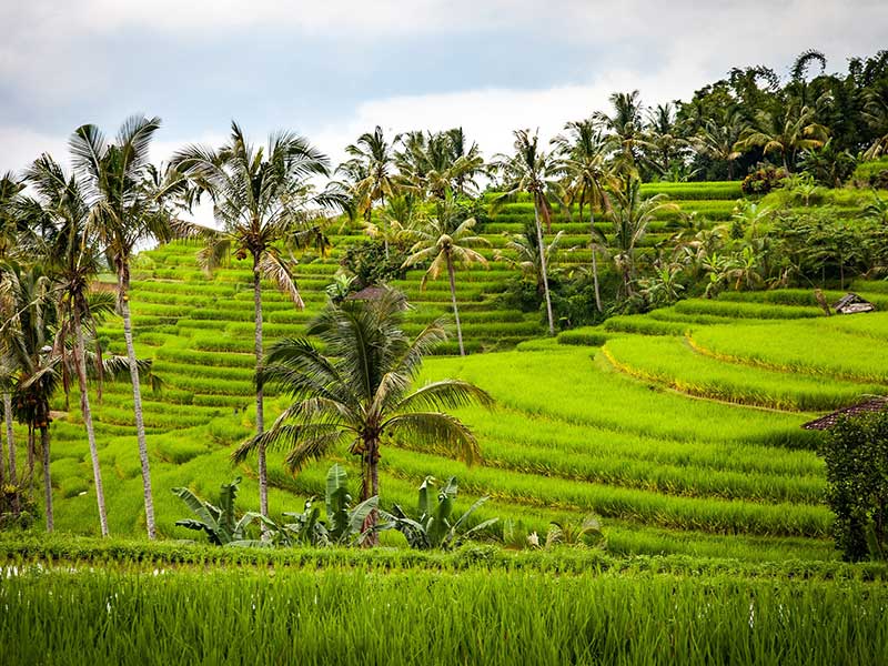 Western of Bali Highlight