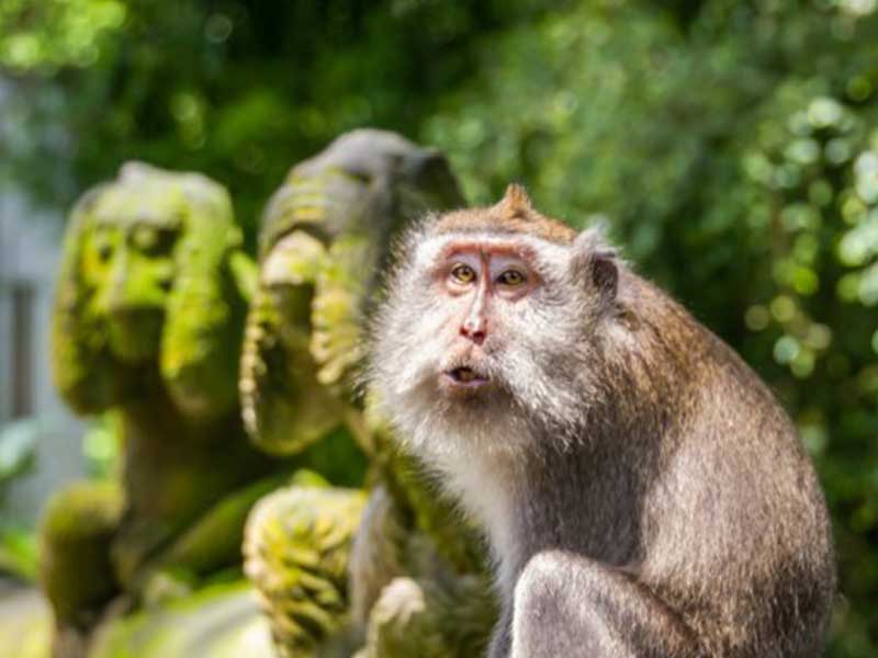 monkey-forest-ubud